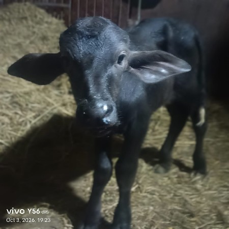 ભાડોદેવાનોછે