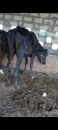 ૫ વાસડી વેસવાની છે