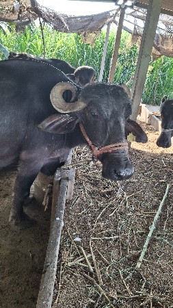 ભેંસ વેચવાની છે