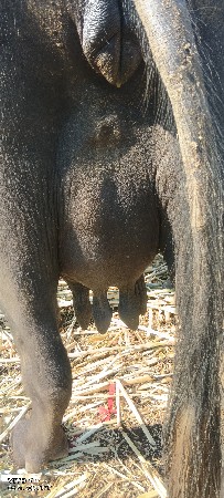 આ ભેંસ વેચવાની છે