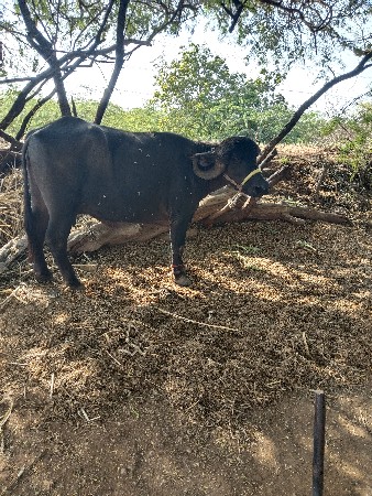 ભેંશ વેચવાનિ છે