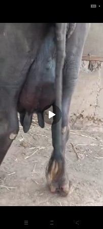 જાફરી ભેસ છે