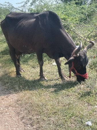 બે ભેંસો બે બળદ અને એક ગાય વેચવાના