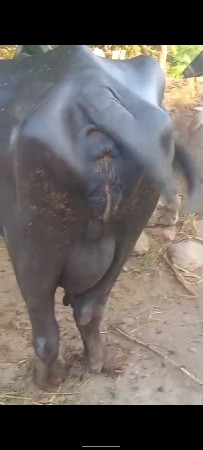 ભેંશ વેચવાની છે