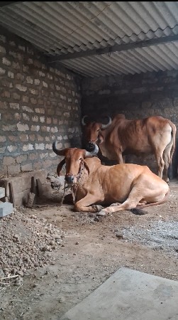 આ બળદ વેચવાના છે