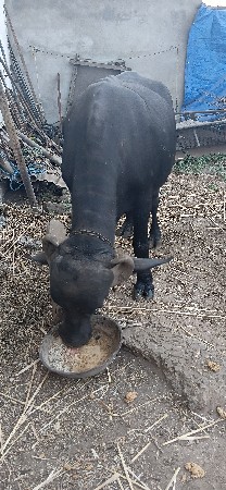 પેલા વેતર નું ખડેલું વેચવાનું છે