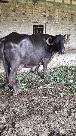 ભેંસ વેચવા ની છે