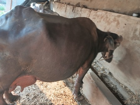 ભેંસ વેચવાની છે