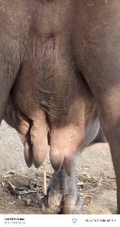 ભેસ વેચવાની છે
