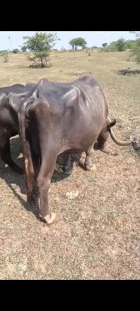 ભેંસ વેચવાની છે