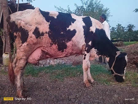 ગાય વેચવાની છે