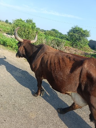 કાશી. મહીનોનીવારસે