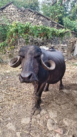 ભેંસ વેચવાની છે