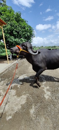 ખડેલી ‌ના સાટા મા વસેરી કે ઘોડી
