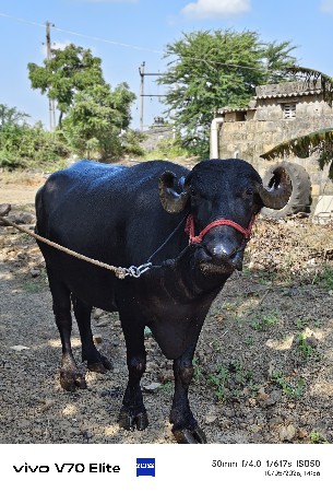 ભેંશ વેચવાની છે