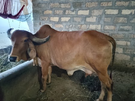 ગાય વેચવાની છે