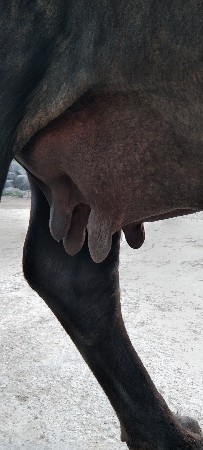 ૩ વેતર ૧૦ મહીના ગાભ