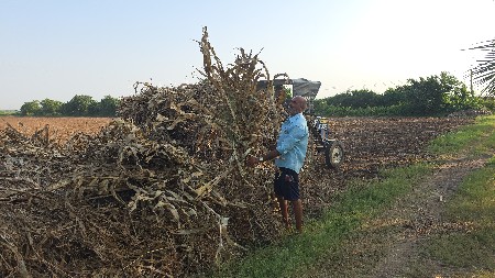 જુવાર ના પુરા વેચવા ના છે