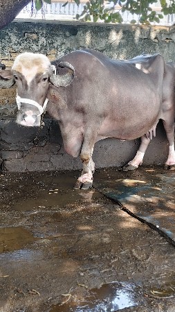 ભૂરી ભેંસ બેસવાની છે