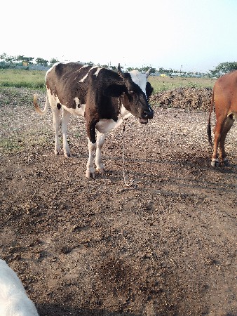 વેચવાનું છે