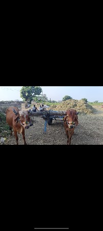 ગોધલા બેસવાના છે