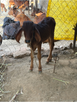 ગાય