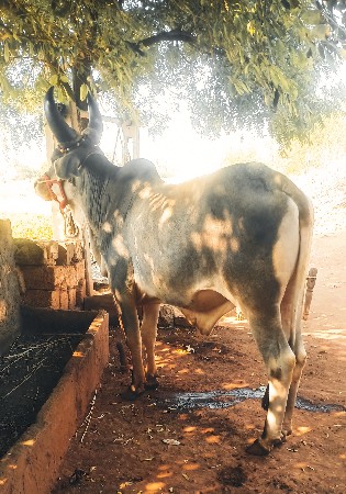 ગોઢલો