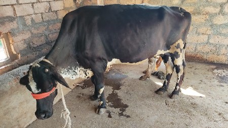 લેવા સંજય