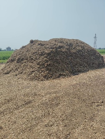 માડવિયુ