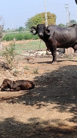 ભેસ