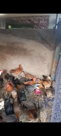દેશી સોનાલી મુરઘા વેચવાનો છે ઈંડા
