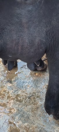 પેલવેતરી ખડેલી વેસવાની છે