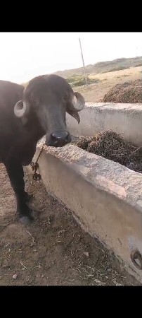 વેચવાની છે