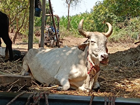 ગાય