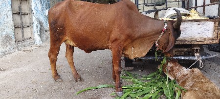 vechvani che