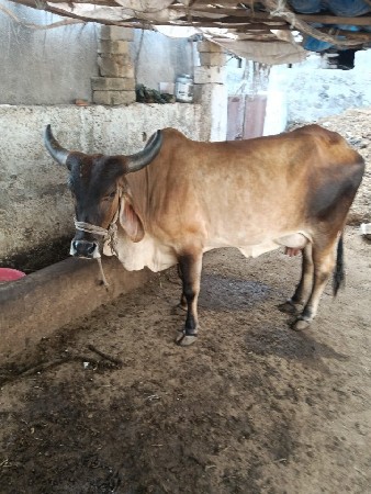દેશી ગાય વેચવાની છે