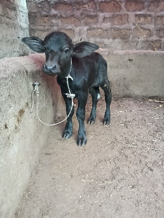 પારૂ