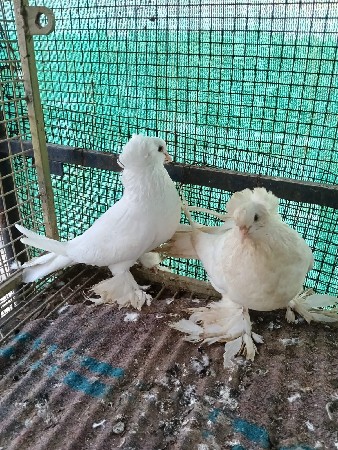 હિગેરિયન જોડી છે