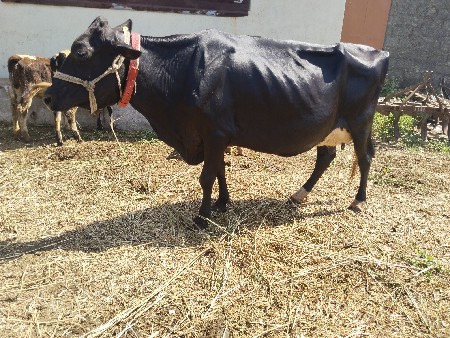 hf કોર્સ કાડી