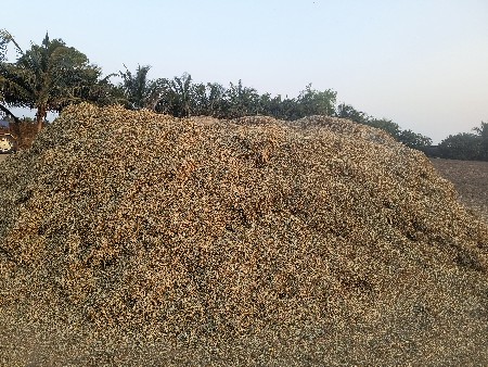 magotu (mandvino palo)