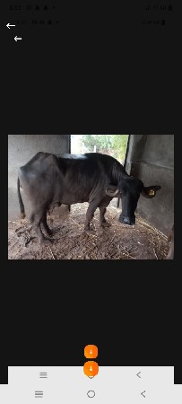 3 ભેસુ વેચવાની છે