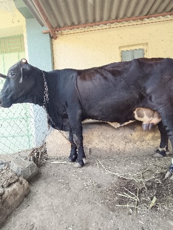 ગીર ક્રોસ