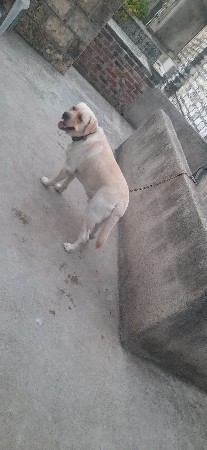 લેબ મેલ  વેચવાનો છે