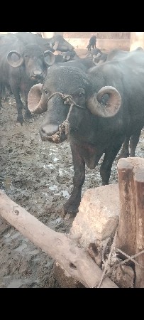 પાડો