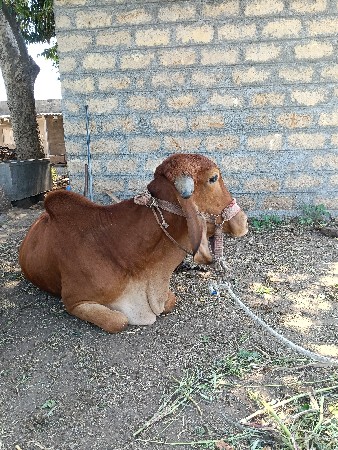 હોરકી વેચવાની સે