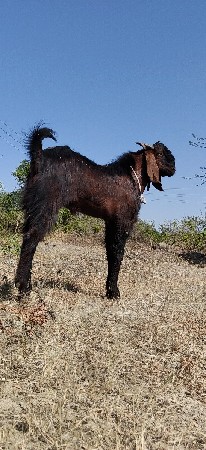 ચાર દાતે બકરા છે