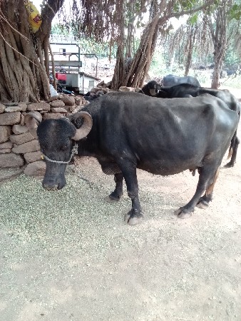 ભૅસ ૧૦ની કાશી છૅ