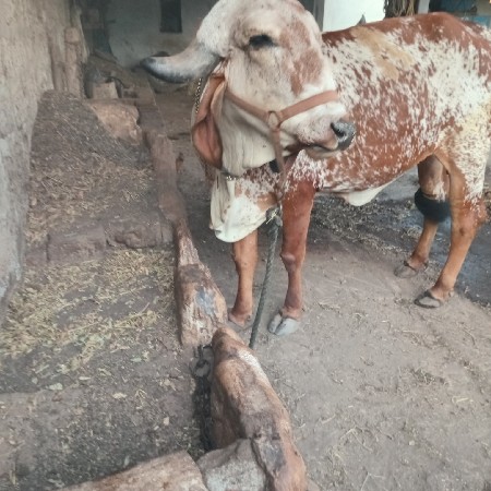 ગીર વાશડી વેચવાની છે