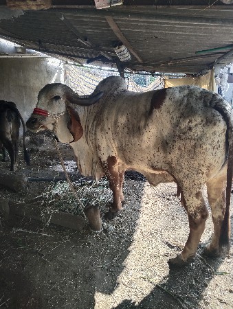 વધારે માહિતી માટે ફોન કરવો