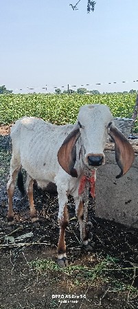 વાછડો વેચવાનો છે